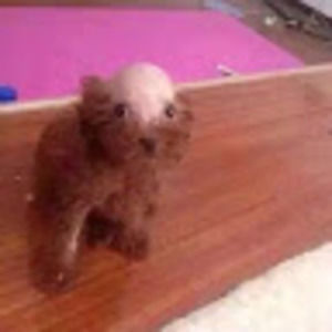 Meet your Posher, Maddie